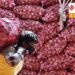 Exports of onions were cut