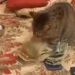 Cat or bank cashier! It is counting money that watched the video