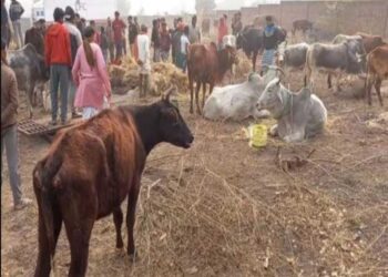 ଜଙ୍ଗଲରେ ୫୦୦ ଗାଈଙ୍କ ମୃତଦେହ: ଲୋକେ ଆତଙ୍କିତ