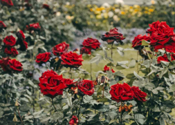 ବୈଦିକ ଯୁଗରେ ମଧ୍ୟ ଥିଲା ଗୋଲାପର ପ୍ରଚଳନ