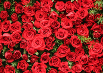 ଭାଲେଣ୍ଟାଇନ୍ ଡେ’: ଭାରତରୁ ୩ ଲକ୍ଷ ଗୋଲାପ କିଣିଲା ନେପାଳ